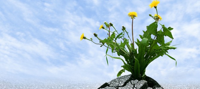 Duygusal Dayanıklılık ( Resilience) Duygusal Dayanıklılık ( Resilience)